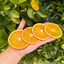 Dehydrated Orange Slices for Bar & Home Decor