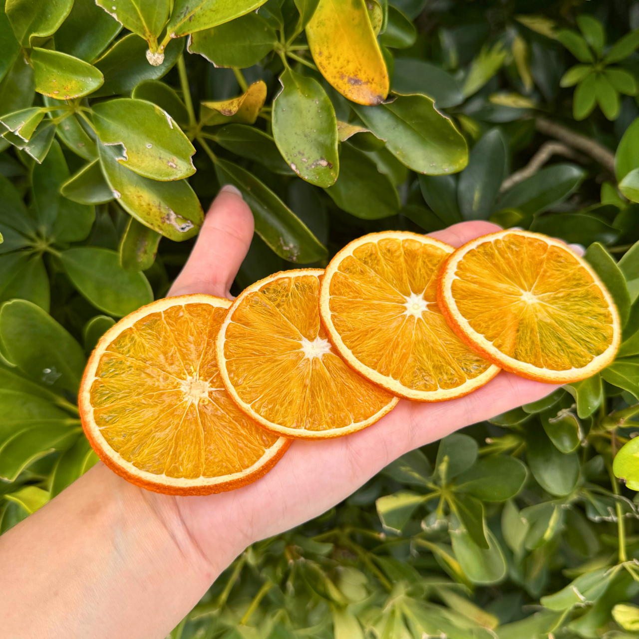 Dehydrated Orange Slices for Bar & Home Decor