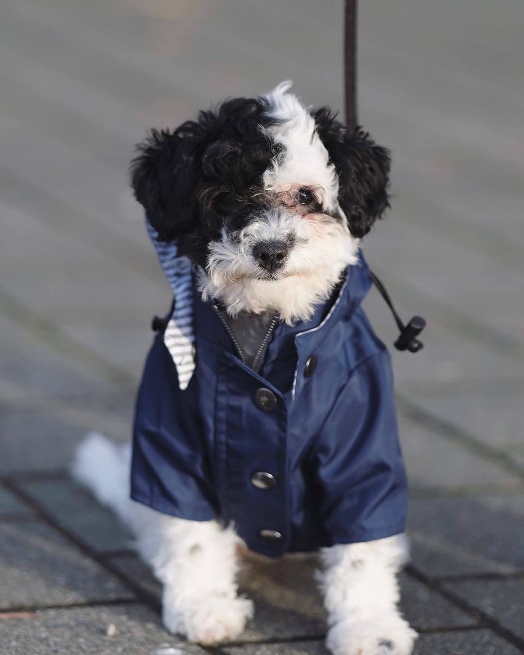 Premium Windproof British Retro Dog Raincoat
