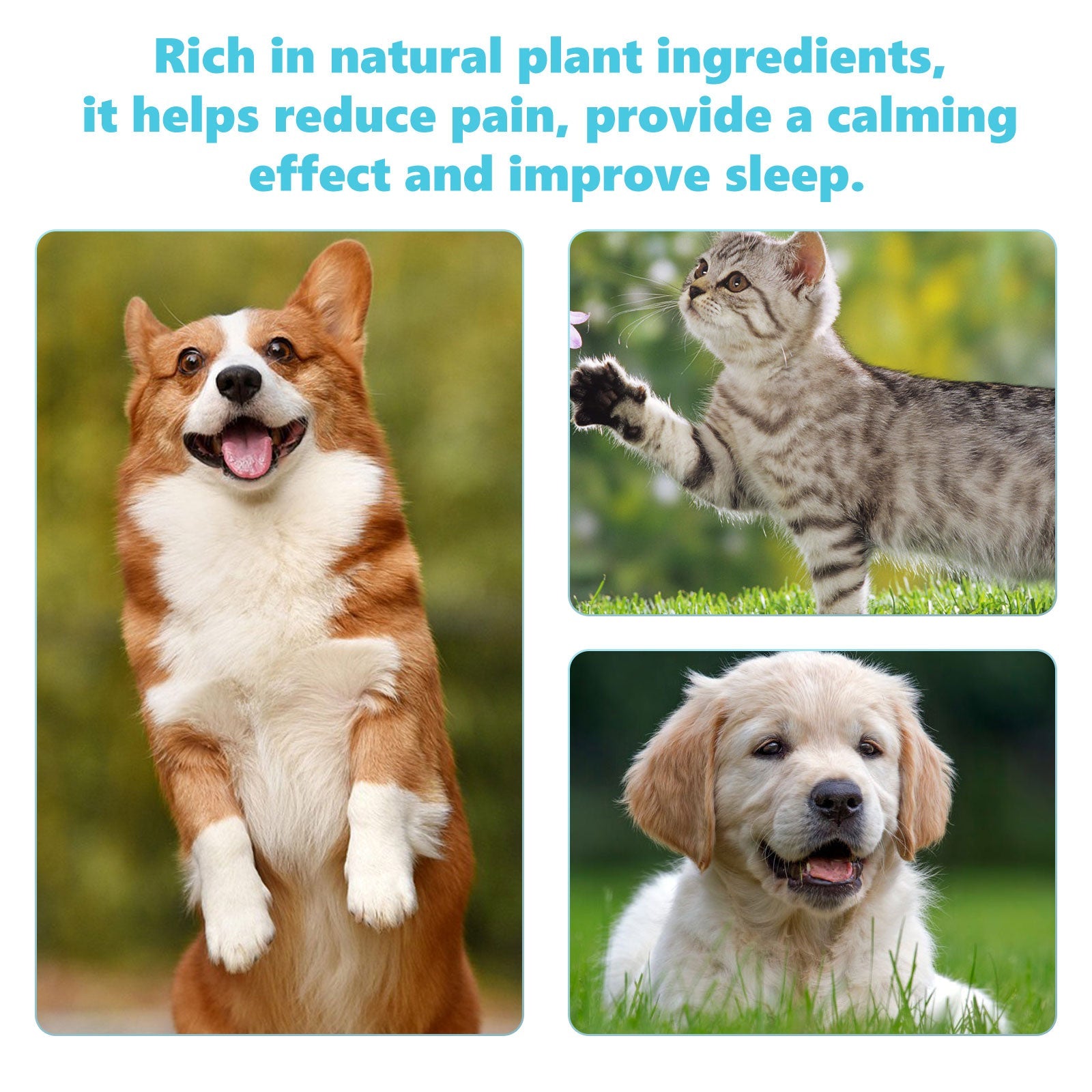 Pet Glucosamine Drops Relieve Pain Of Bones And Joints For Pets Body Care For Cats And Dogs - Korvel