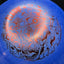 Doomsday Discs Uranium Plague Distance Driver