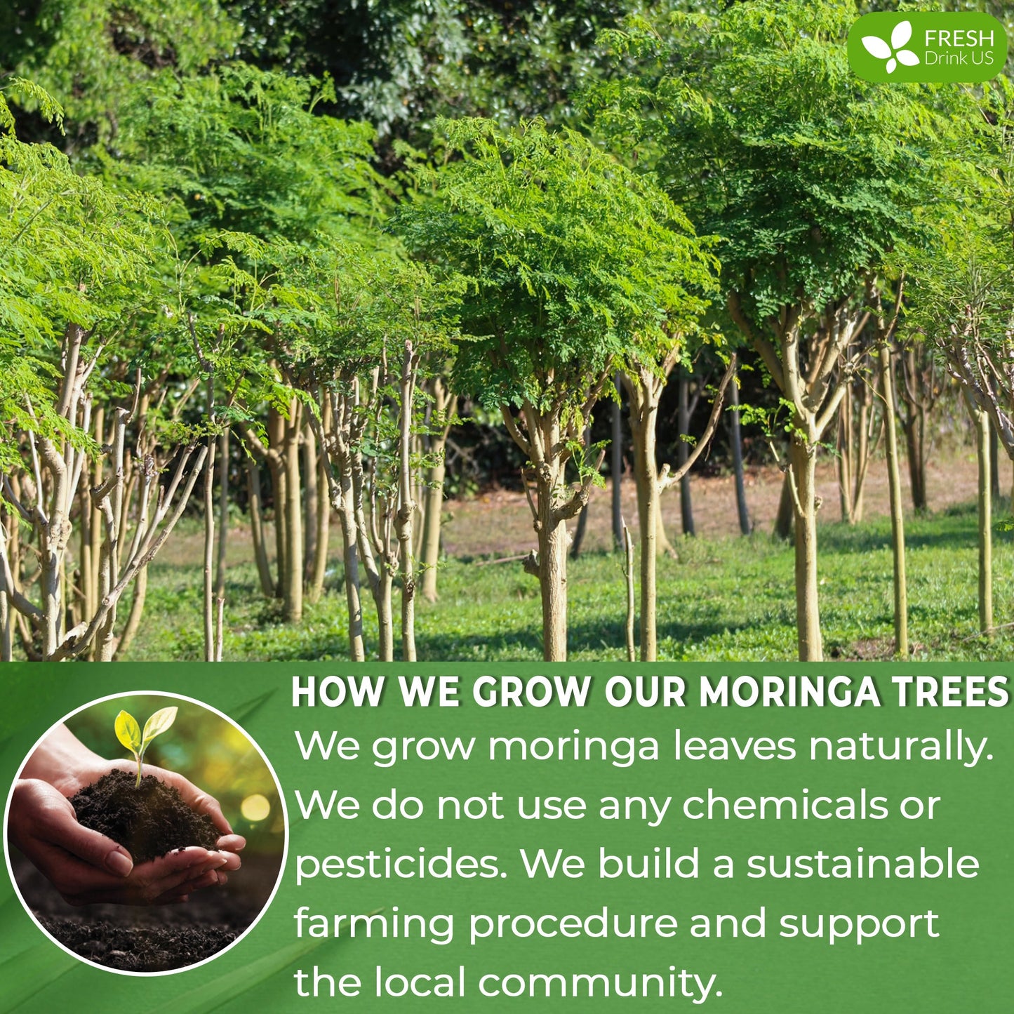 Bolsitas de té de hojas de moringa, 100 % natural y puro. Té de hojas de moringa a granel. Sin azúcar, sin cafeína, sin gluten, vegano.