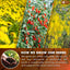 Dandelion Wolfberry Tea, 7 Herbal Ingredients - Korvel