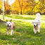Gbruno Wireless Electric Dog Fence System for All Dog Sizes