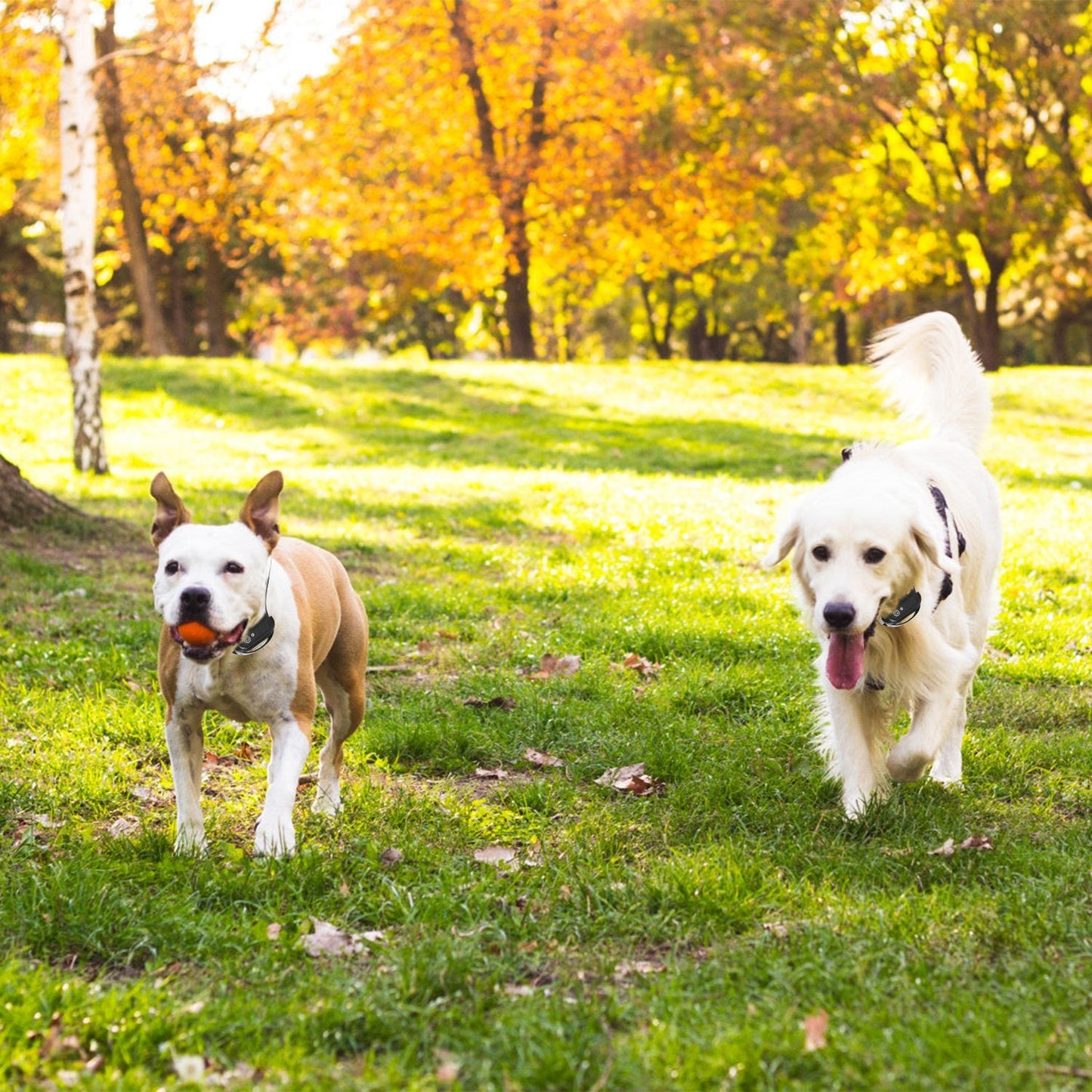 Gbruno Wireless Electric Dog Fence System for All Dog Sizes
