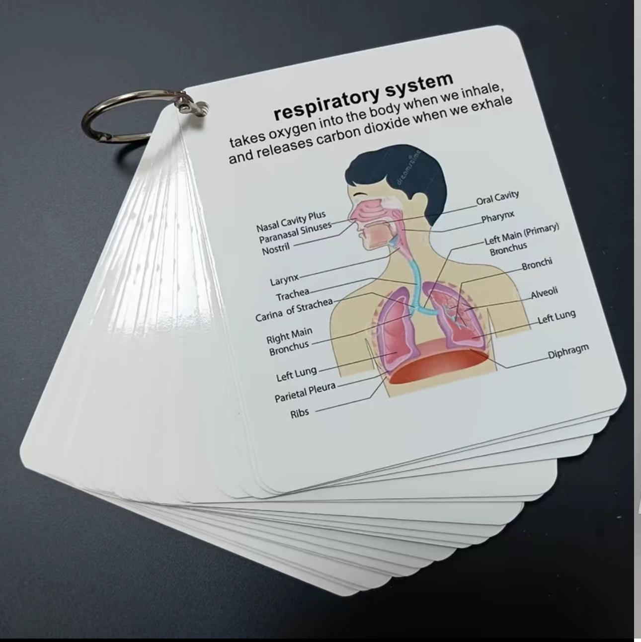 Tarjetas Didácticas AnatoLearn - Set de Estudio de Anatomía Humana de 21 Piezas