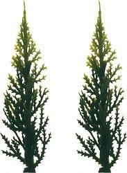 Evergreen Variegated Tree - 12 or 144 Count