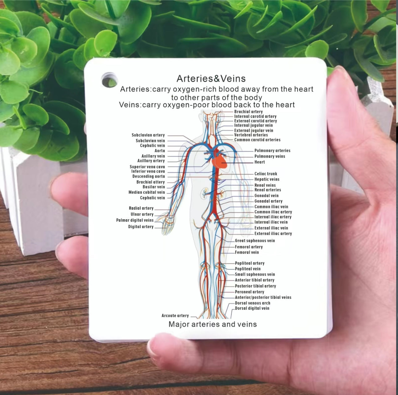 Tarjetas Didácticas AnatoLearn - Set de Estudio de Anatomía Humana de 21 Piezas