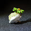 CINDY XIANG Cute Hedgehog Brooch Fashion Daisy Brooches For Women Animal Jewelry Funny Winter Design High Quality - Korvel