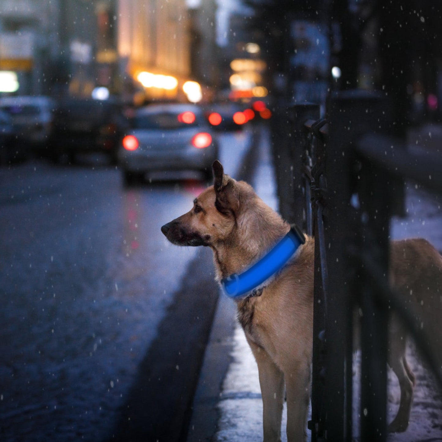 GBruno LED Dog Collar - High Visibility Safety