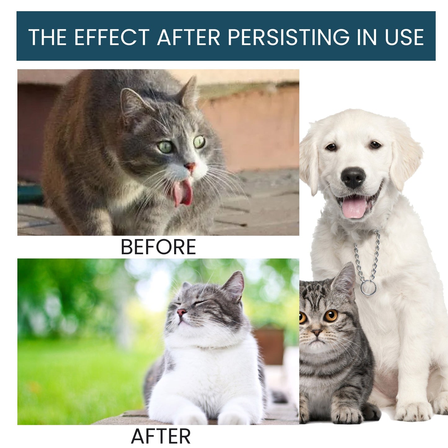 Gouttes de soutien immunitaire premium pour chats et chiens