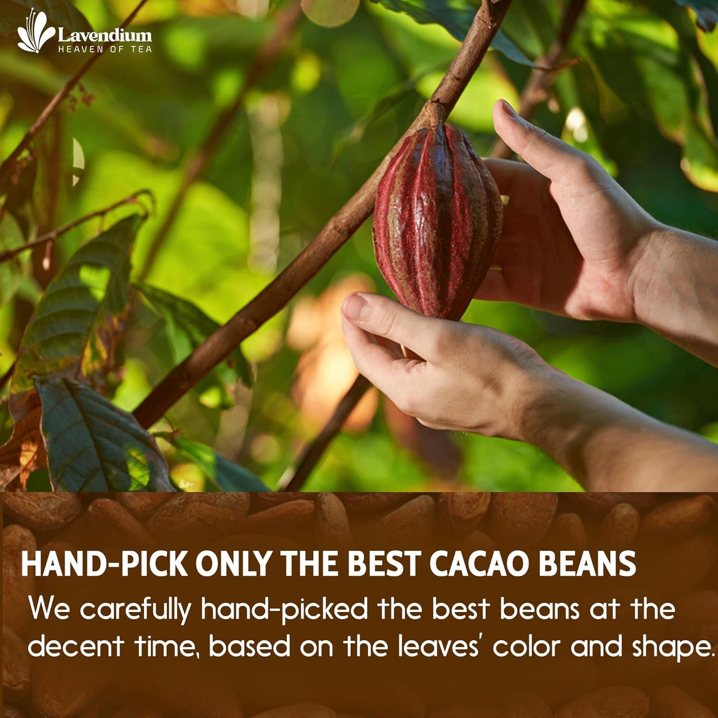 Cacao Powder, 25oz (1.56 lbs), 100% Natural & Pure, Unsweetened, Rich Chocolate Flavor, Perfect for Baking & Smoothies - Korvel