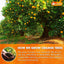 Premium Dried Orange Slices 6oz - Natural Citrus Wheels