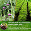 Mélange de thé aux herbes premium avec chardon-Marie et gingembre
