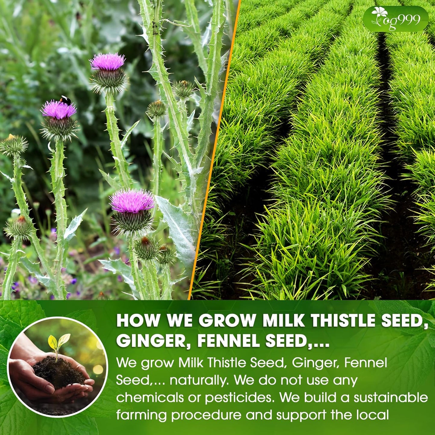 Mélange de thé aux herbes premium avec chardon-Marie et gingembre