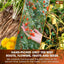 Dandelion Wolfberry Tea, 7 Herbal Ingredients - Korvel