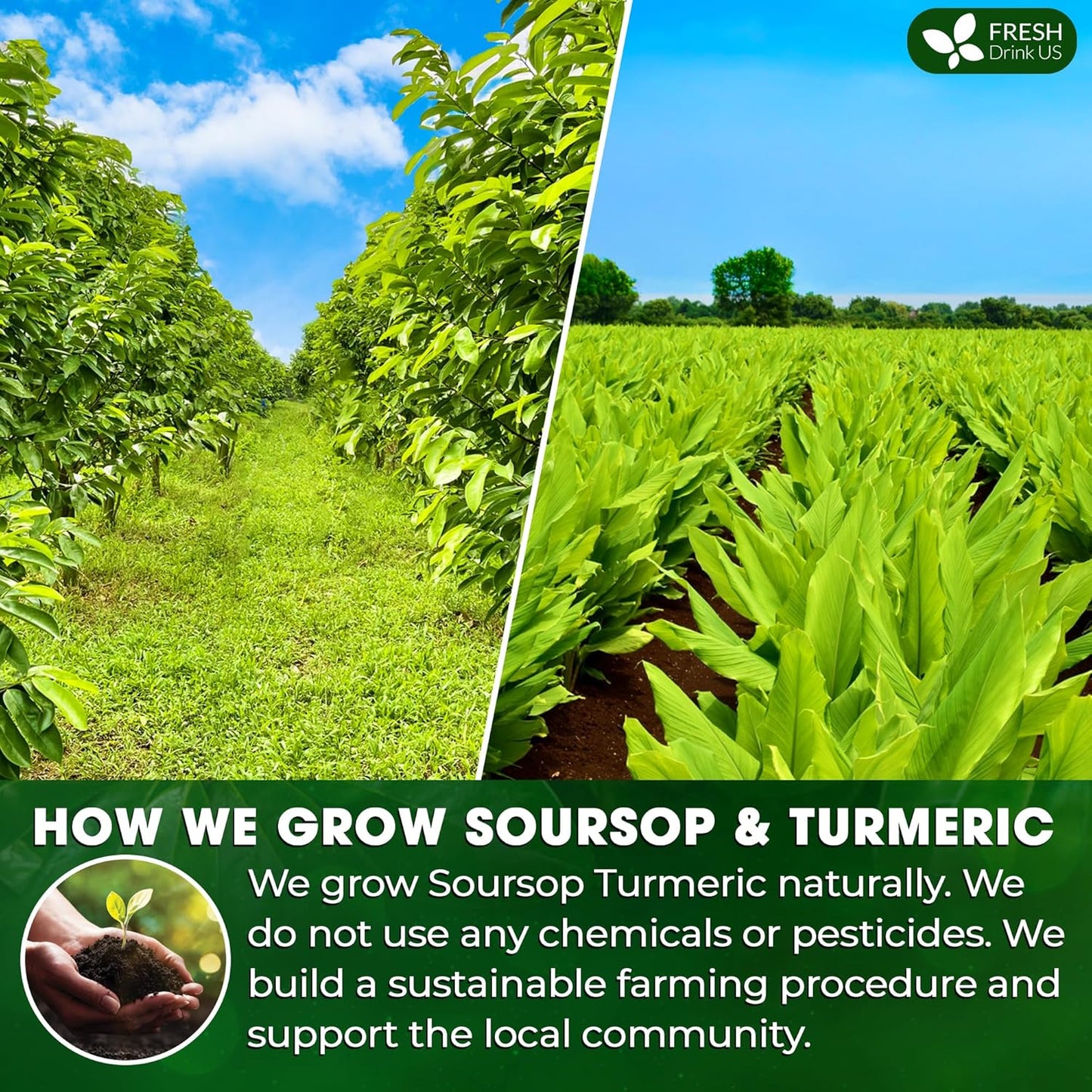 Premium Soursop Turmeric Tea Bags