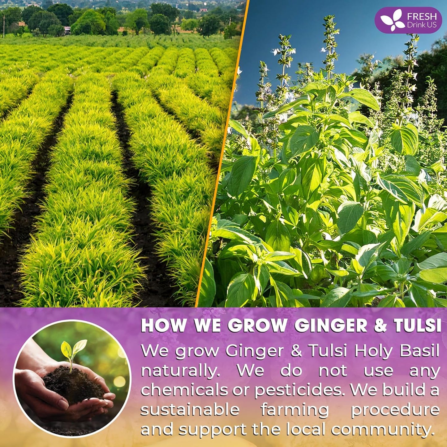Bolsitas de té premium de jengibre y tulsi | Mezcla artesanal de jengibre y hojas de tulsi y albahaca sagrada 