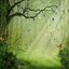 Enchanted Forest Soy Candle – Earthy & Mystical Scent | Mam Jam’s - Korvel
