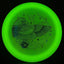 Quantum Lunar Falcon Disc - Rare Stardust DM Stamp