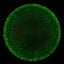 Particle Glow Proton Tempo - Édition Music City Open 2025