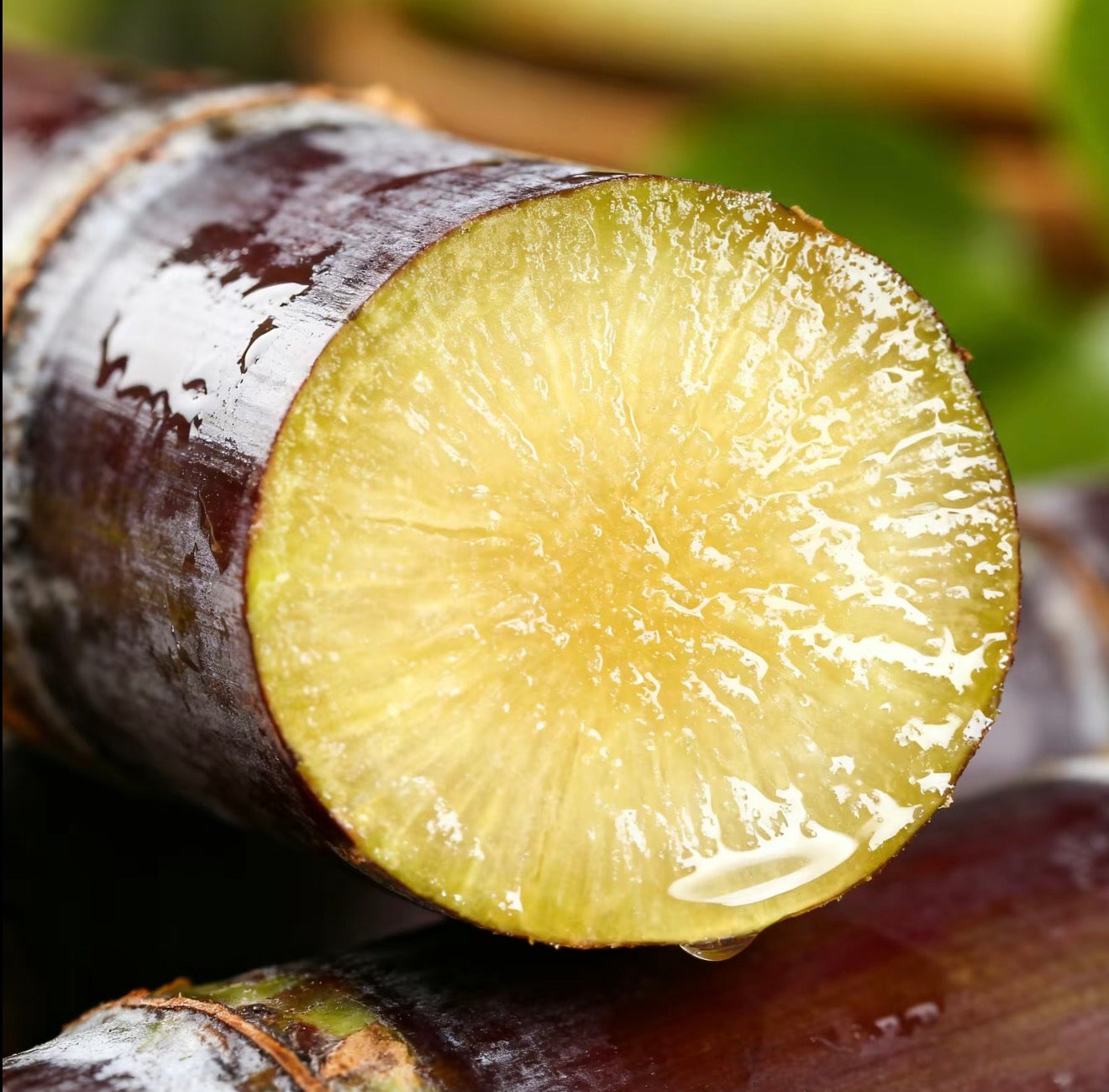 Graines de canne à sucre SweetHarvest pour le jardinage à domicile