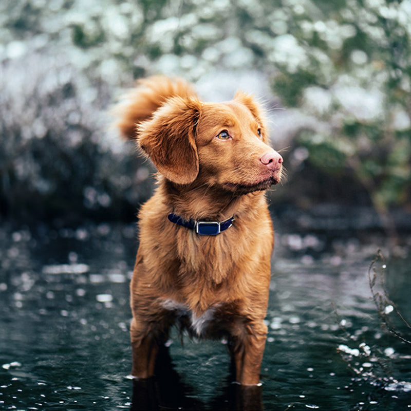 G12 Suivi GPS Intelligent pour Animaux de Compagnie : Collier Étanche Anti-Perte