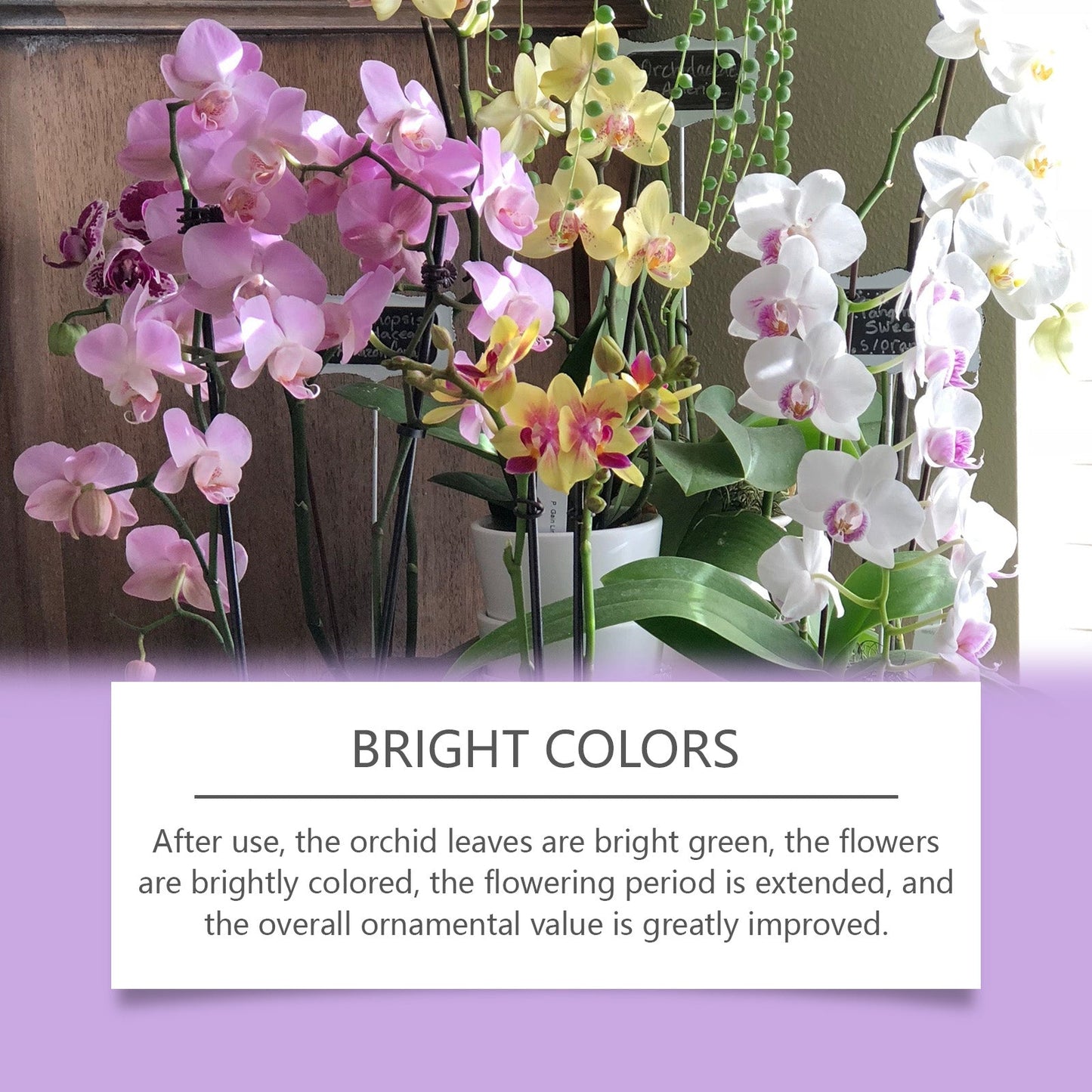 Premium Orchid Growth Nutrient Solution for Vibrant Blooms
