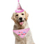 2Pcs/Set Dog Hat Bib Dog Birthday Bandana Scarf Adjustable Bandana Neckerchief Cat Dog Birthday Bib Hat Pet Supplies - Korvel