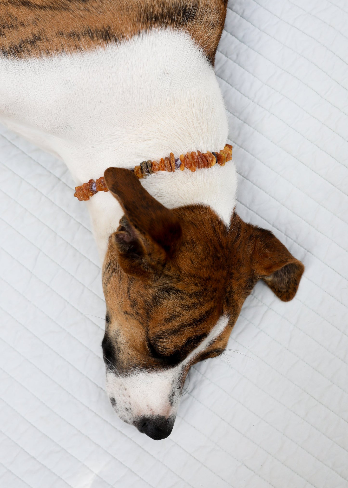 Collar para Mascotas de Ámbar Báltico Crudo y Amatista