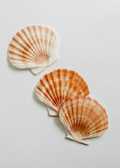 Natural Sea Shell Vase Fillers