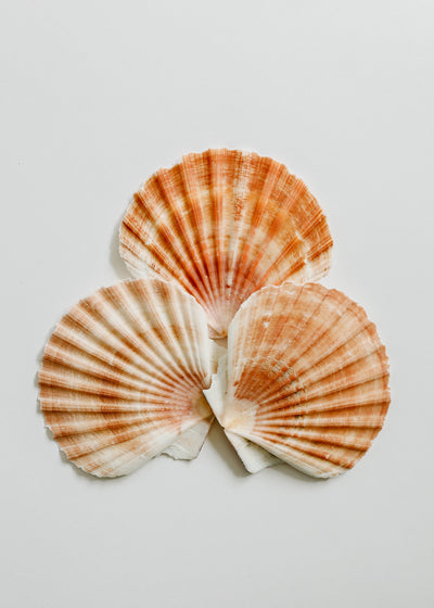 Natural Sea Shell Vase Fillers