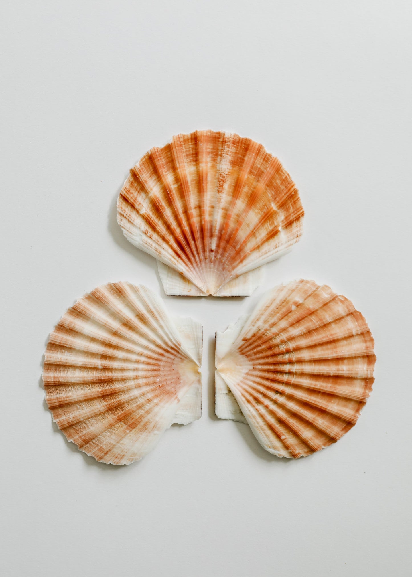 Rellenos de Jarrones de Conchas Marinas Naturales