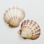 Rellenos de Jarrones de Conchas Marinas Naturales
