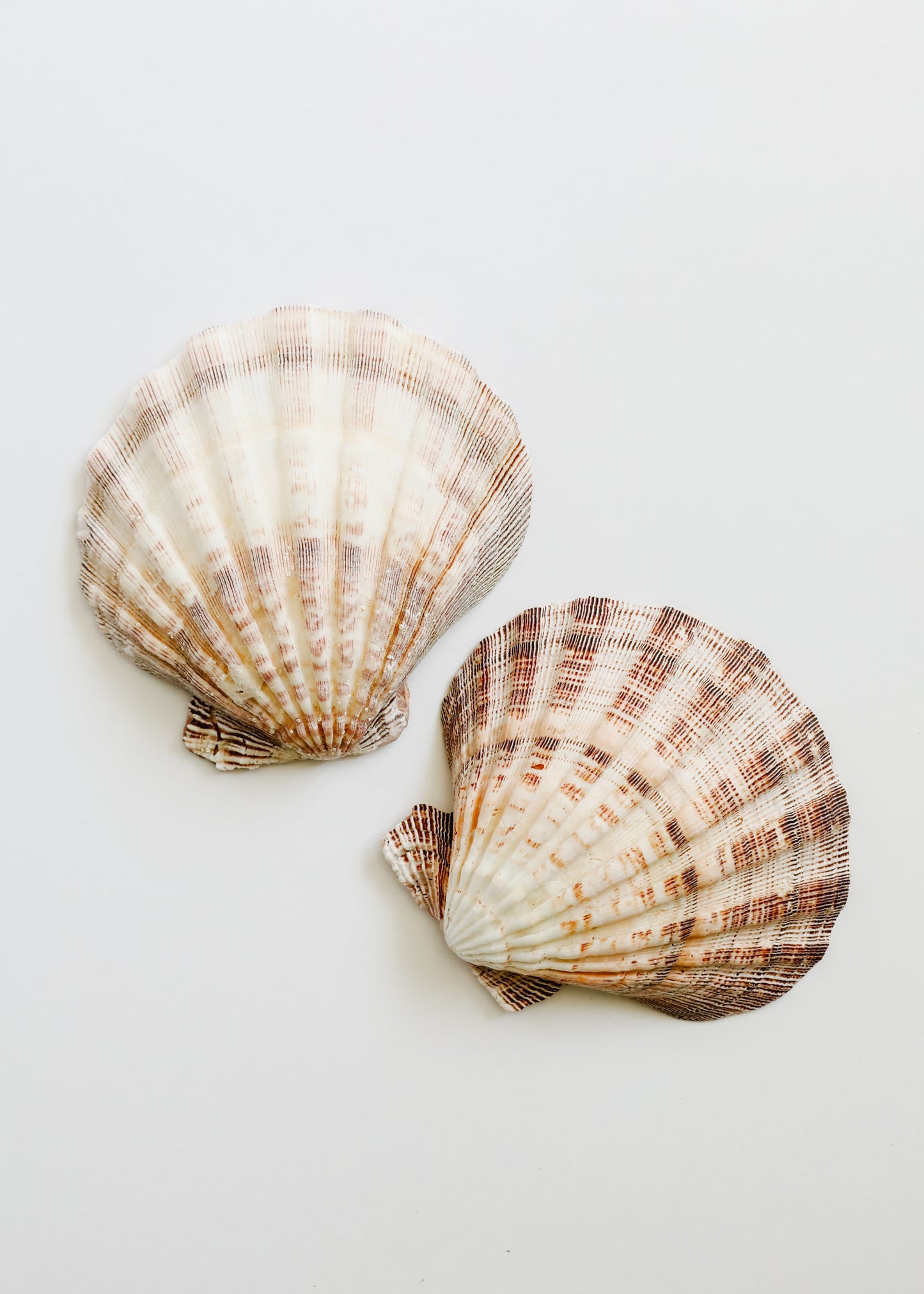 Rellenos de Jarrones de Conchas Marinas Naturales