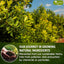 Yerba Mate Tea Bags, Hi-Caffeine, Unsmoked Yerba Mate Tea Bags, Super-Green Yerba Mate, No Dust - Korvel