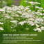 Hojas de Té de Yarrow Premium | Suelto Aromático