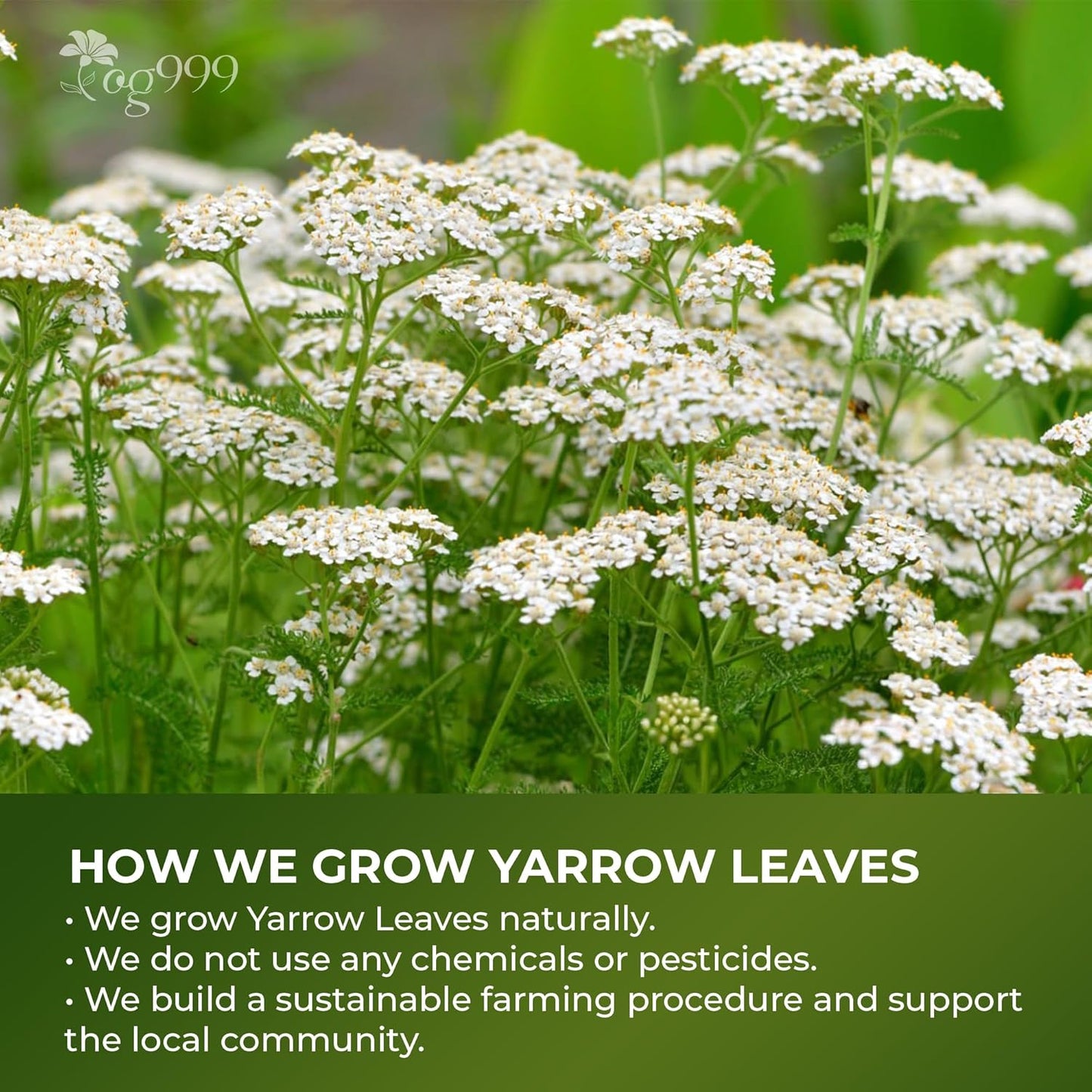 Hojas de Té de Yarrow Premium | Suelto Aromático