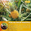 Dried Pineapple Slices 6oz – Premium Quality, Naturally Sweet & Tangy