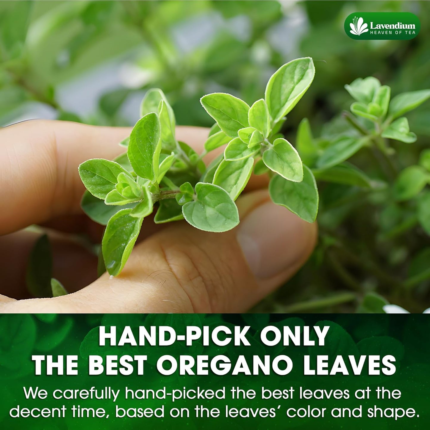 Hojas de Orégano Secas Premium – 100% Puras y No Transgénicas
