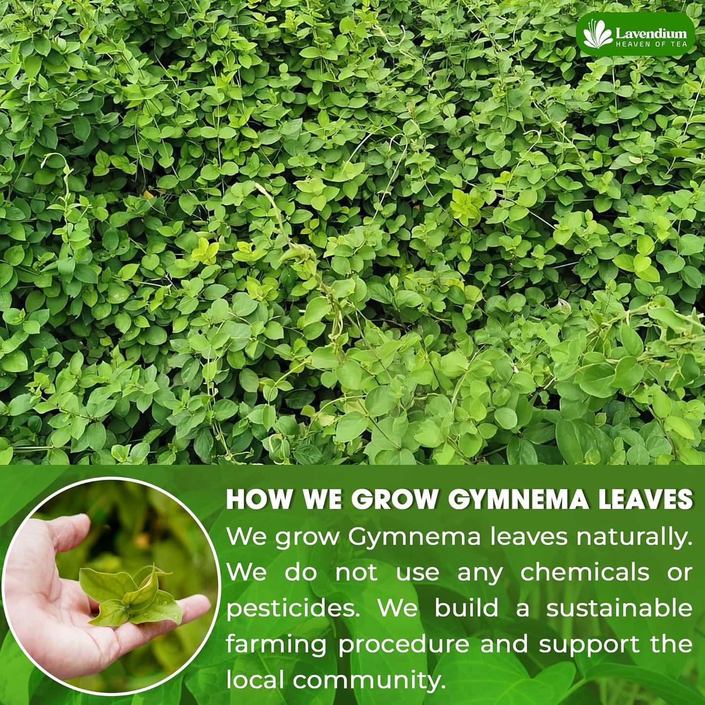 Bolsitas de té de hojas de Gymnema premium para diabéticos, 100 % naturales y puras de hojas de Gymnema. 