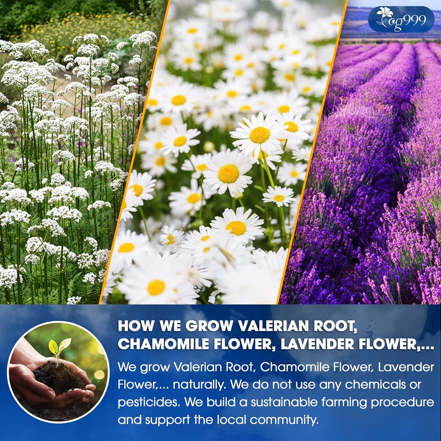 Premium Valerian Tea for Relaxation and Enjoyment