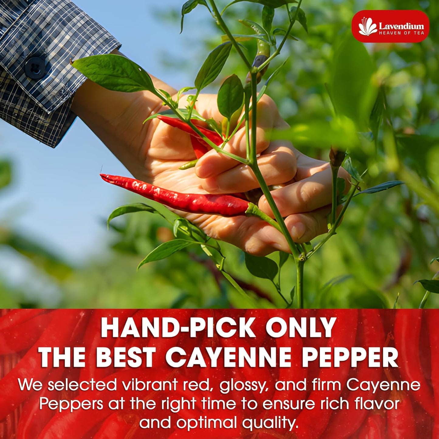 Premium Cayenne Pepper Powder - Pure Ground Red Pepper