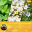 Premium Herbal Tea Bags Blend | Chamomile, Peppermint & More