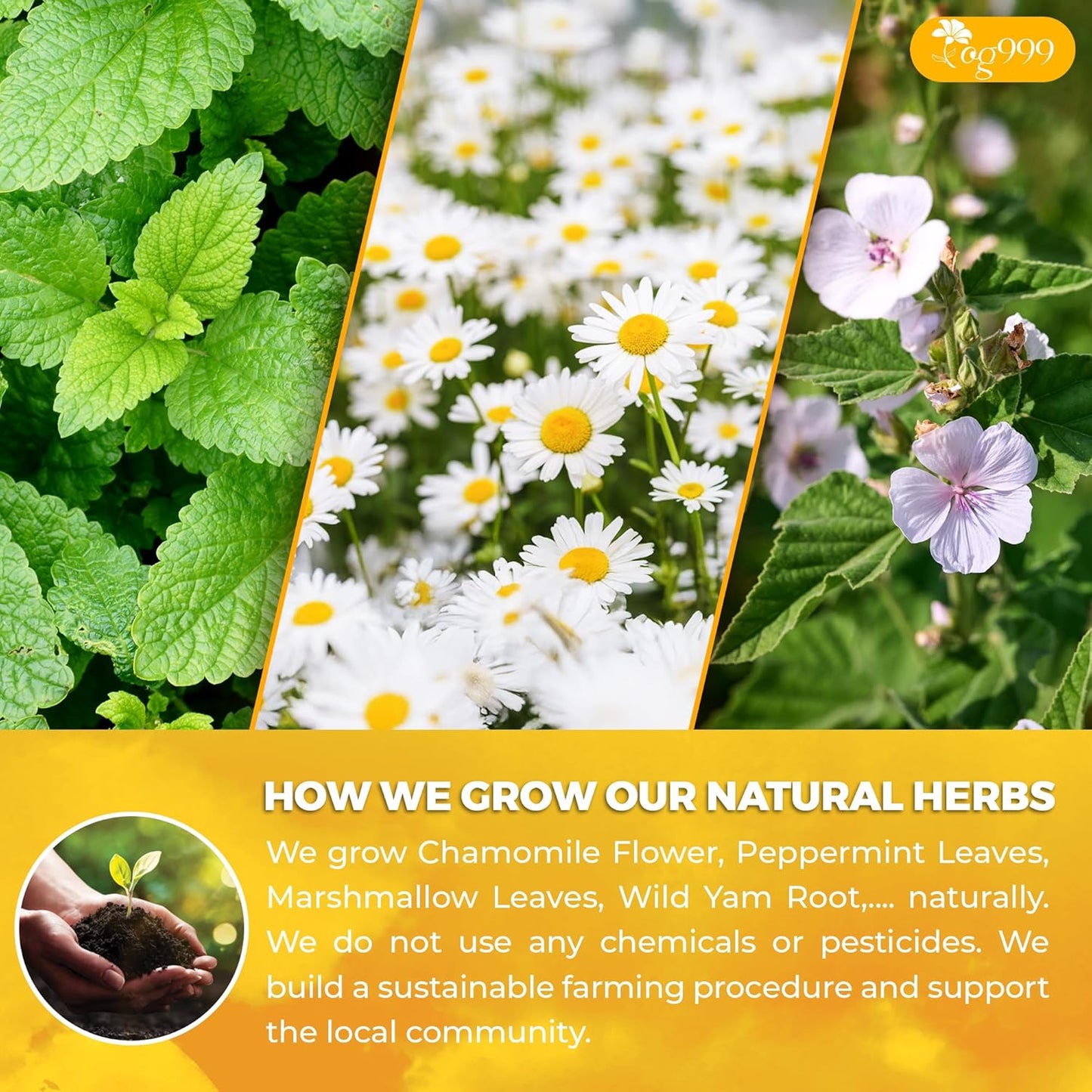 Premium Herbal Tea Bags Blend | Chamomile, Peppermint & More