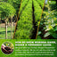 Té Herbal Premium de Moringa, Jengibre y Menta