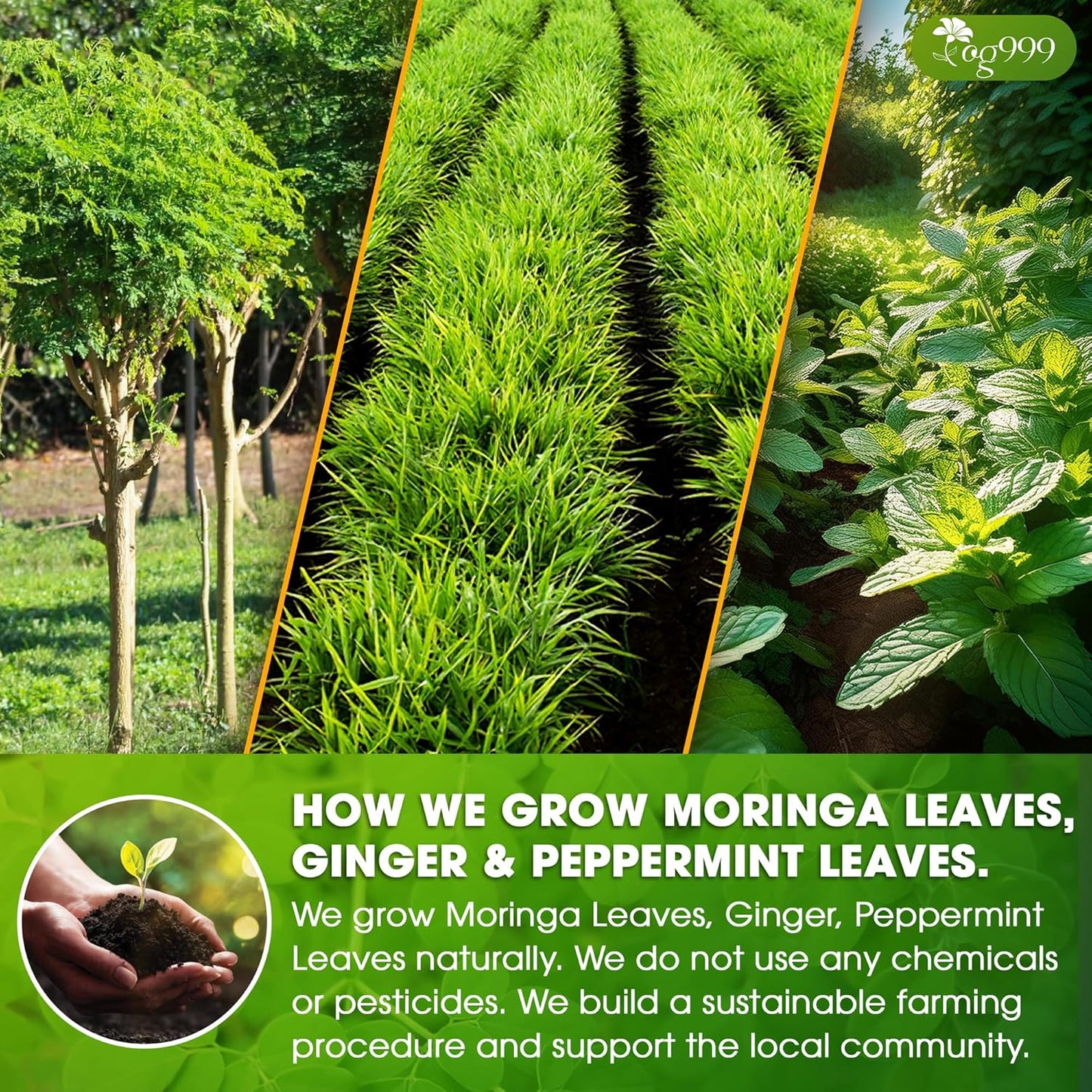 Té Herbal Premium de Moringa, Jengibre y Menta