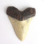 Retro Simulation Shark Teeth Resin Decor