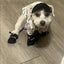 PawGuard Dog Boots for Small Dogs