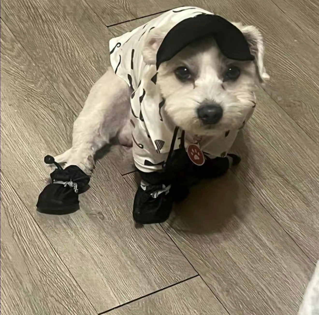 PawGuard Dog Boots for Small Dogs